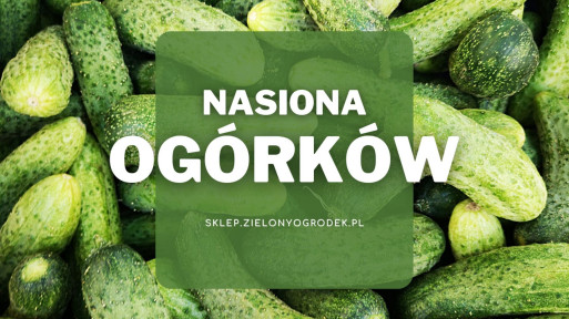 Nasiona ogórków | Jakie wybrać i gdzie kupić?