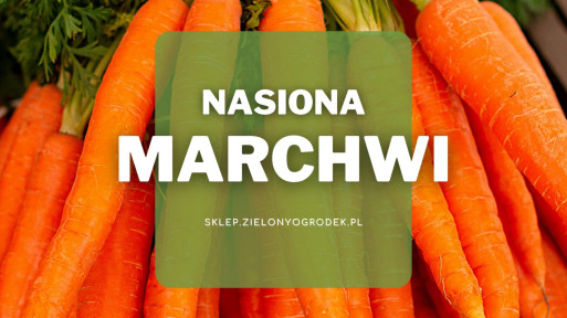 Nasiona marchwi | Jakie wybrać i gdzie kupić?