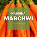 Nasiona marchwi | Jakie wybrać i gdzie kupić?