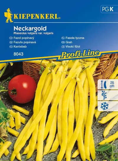 Nasiona fasoli tycznej - odmiana 'Neckargold'