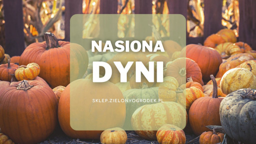 Nasiona dyni | Jakie wybrać i gdzie kupić? 