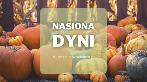 Nasiona dyni | Jakie wybrać i gdzie kupić? 