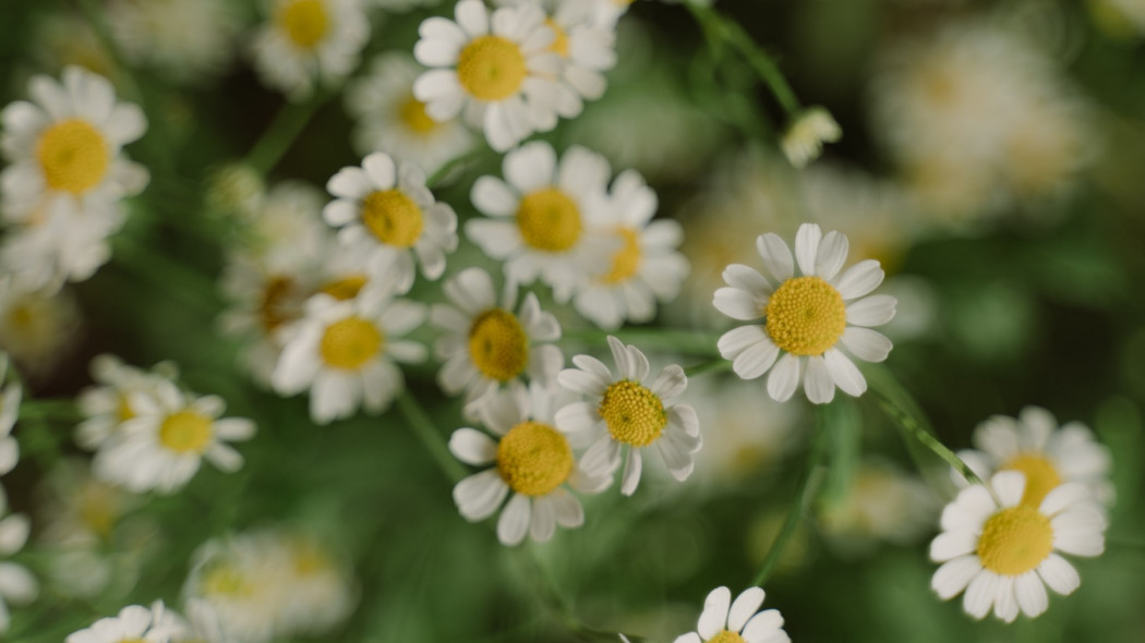 Rumianek lekarski - fot. cottonbro - Pexels