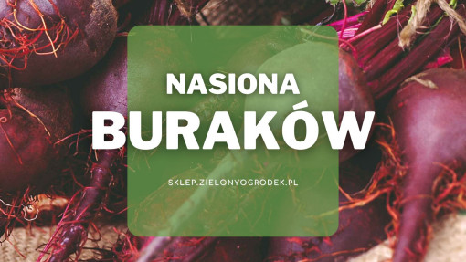 Nasiona buraków | Jakie wybrać i gdzie kupić? 