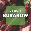 Nasiona buraków | Jakie wybrać i gdzie kupić? 