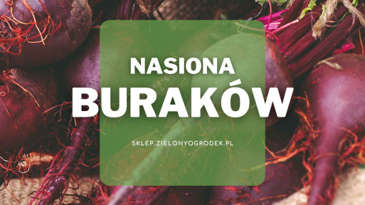 Nasiona buraków | Jakie wybrać i gdzie kupić? 