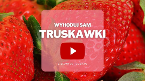 Truskawki z ogrodu | Wyhoduj sam! 