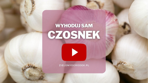 Czosnek z ogrodu | Wyhoduj sam! 