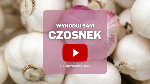 Czosnek z ogrodu | Wyhoduj sam! 