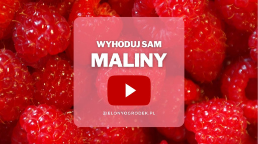 Maliny z ogrodu | Wyhoduj sam! 