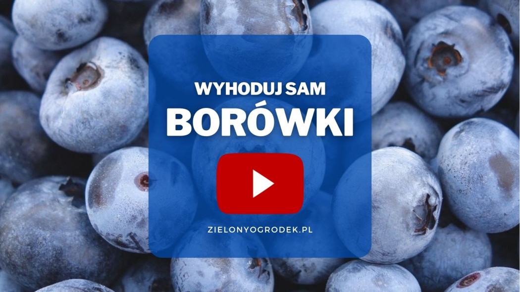 jak wyhodować borówki w ogrodzie