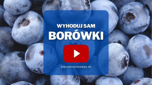 Borówki z ogrodu | Wyhoduj sam! 