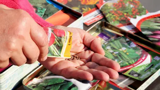 TOP 50+ odmian warzyw, które warto wysiać w ogrodzie