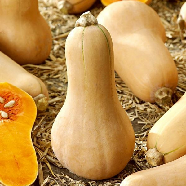 Dynia piżmowa odmiana Butternut