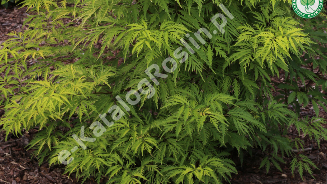 bez koralowy Sambucus racemosa Sutherland Gold Fot. Grzegorz Falkowski