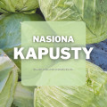 Nasiona kapusty | Jakie wybrać i gdzie kupić?