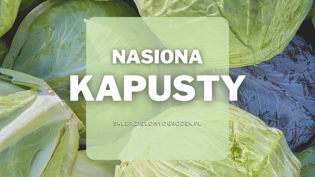 Nasiona kapusty Jakie wybrać i gdzie kupić