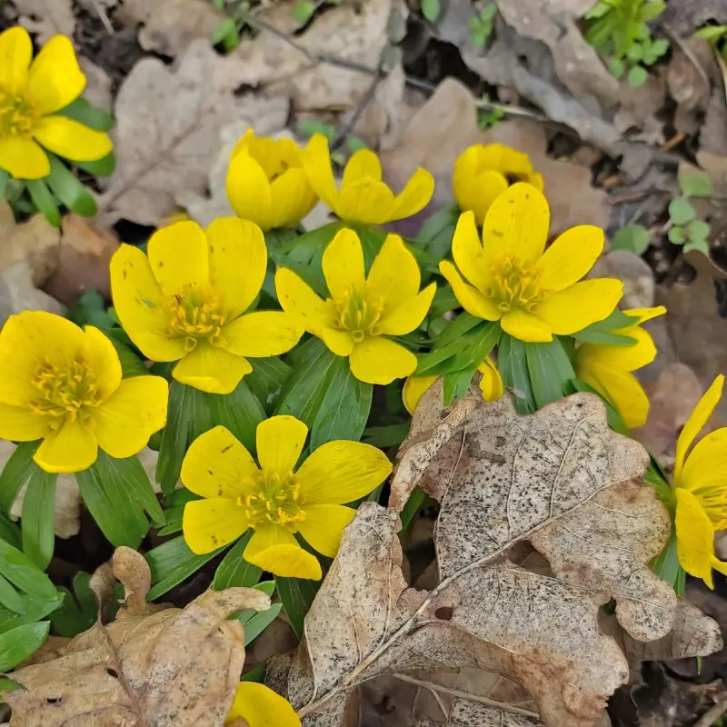 Rannik zimowy wśród liści na ściółce