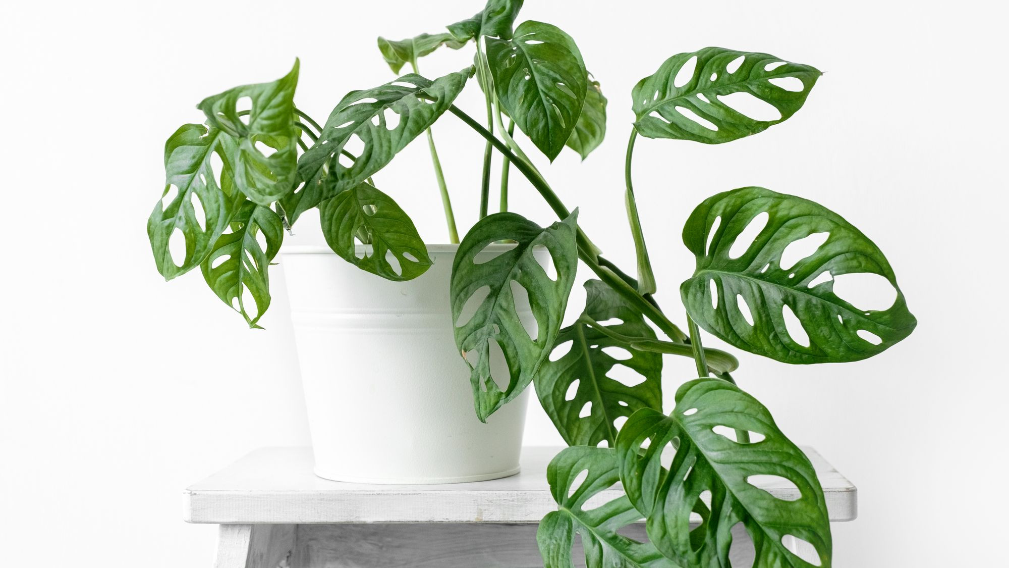 Monstera Monkey Mask  Jak prowadzi? Wymagania, uprawa, przesadzanie,  rozmnaanie, problemy!