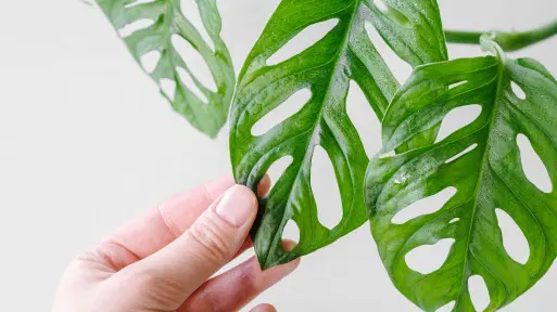 Monstera Monkey Mask | Jak wygląda? Jak o nią dbać, by pięknie rosła?