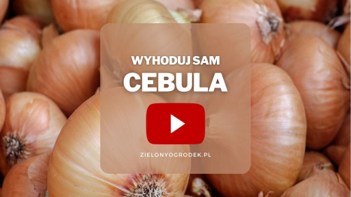 Cebula z ogrodu | Wyhoduj sam! 