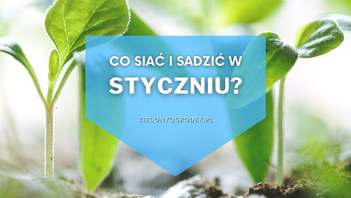 Co siać i sadzić w styczniu? | Lista roślin 