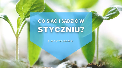 Co siać i sadzić w styczniu? | Lista roślin 