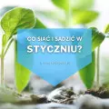 Co siać i sadzić w styczniu? | Lista roślin 