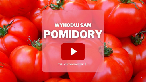 Pomidory z ogrodu | Wyhoduj sam! 