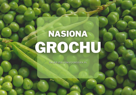 Nasiona grochu | Jakie wybrać i gdzie kupić?