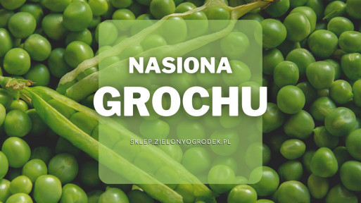 Nasiona grochu | Jakie wybrać i gdzie kupić?