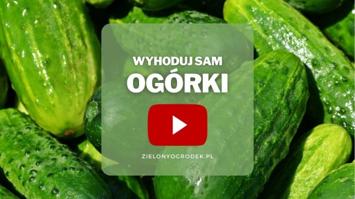 Ogórki z ogrodu | Wyhoduj sam! 