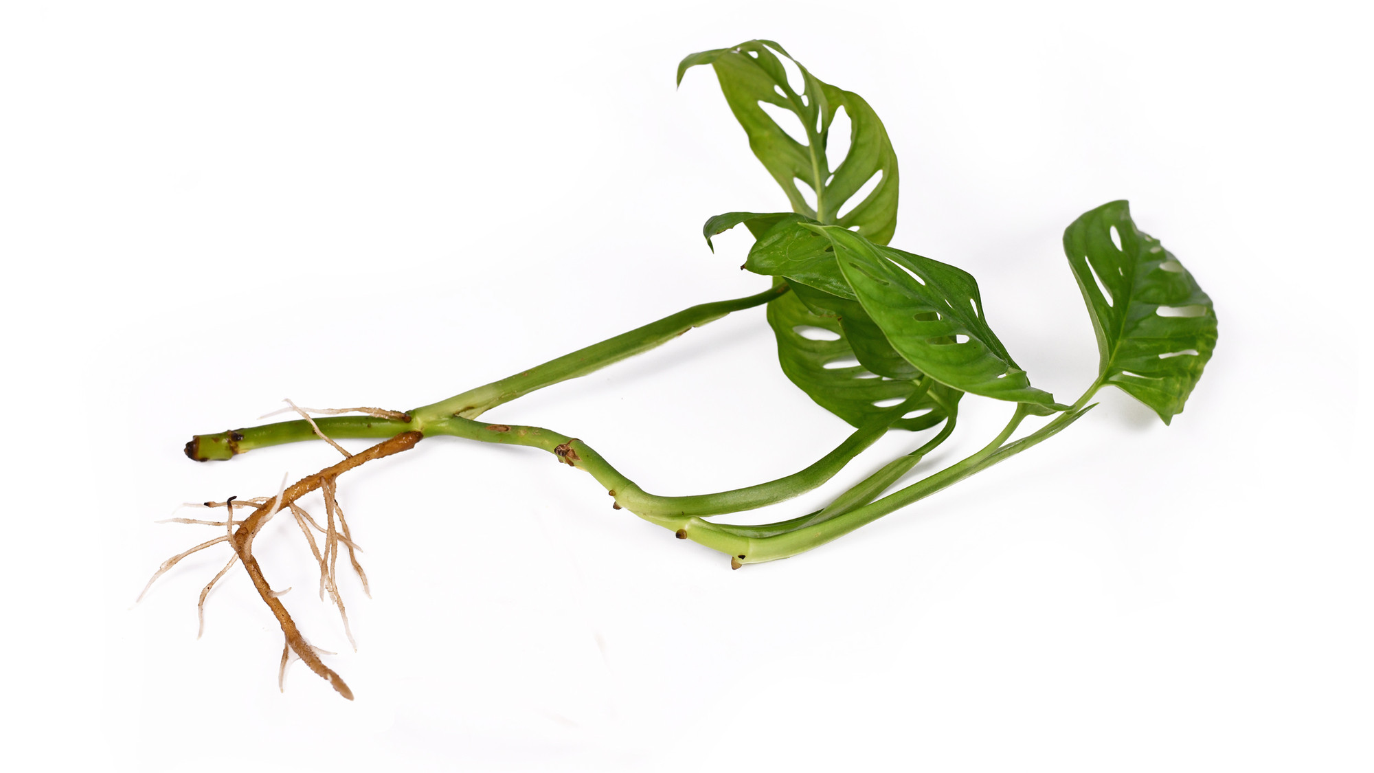 philodendron trophy Philodendron Fresh Aurea main image 1
