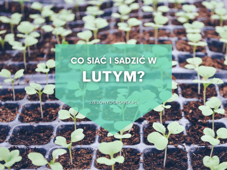 Jakie Warzywa, Kwiaty, Zioła Siać I Sadzić W Lutym? Sprawdź! | Zielony ...