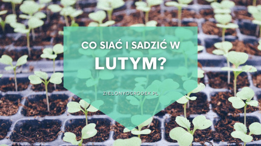 Co siać i sadzić w lutym? | Lista roślin