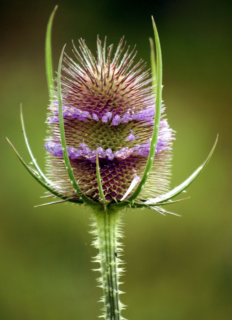 szczeć pospolita w kolorze roku Pantone Very Peri - fot. 12019 _ 10258 images - Pixabay