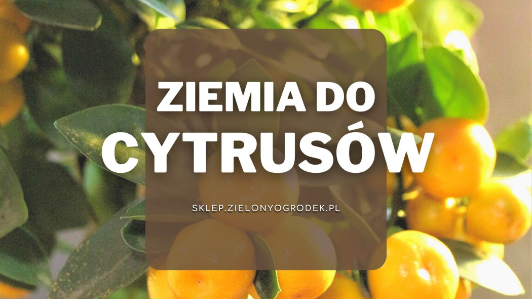 Ziemia do cytrusów Jaką wybrać i gdzie kupić, Sklep