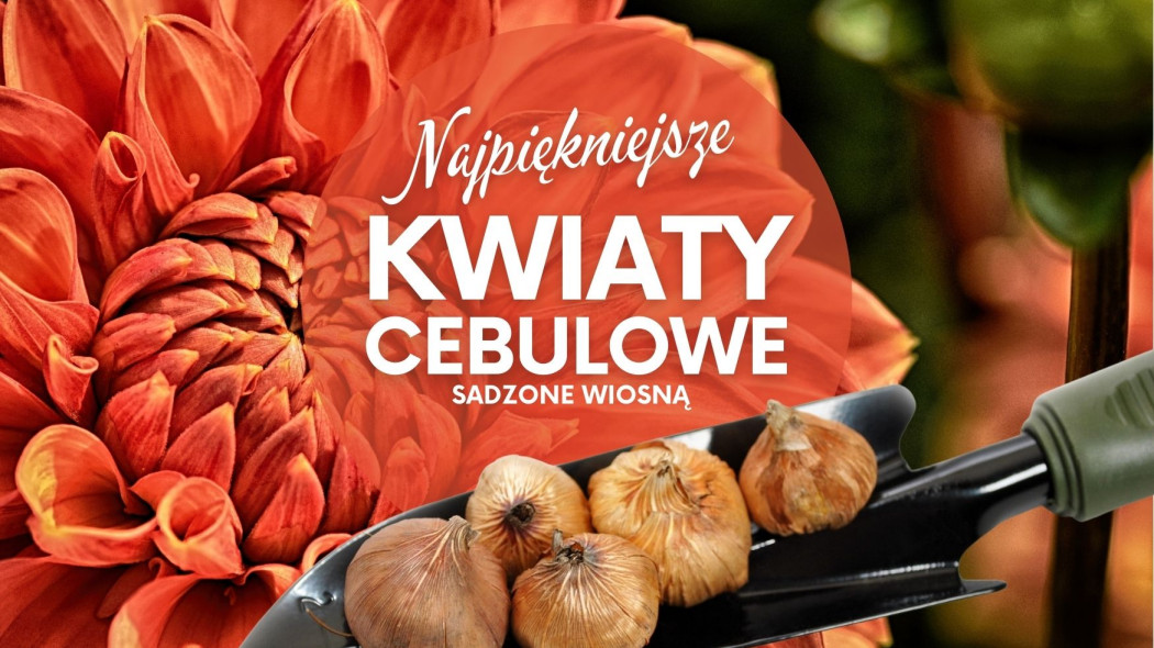 Najpiękniejsze kwiaty cebulowe sadzone wiosną