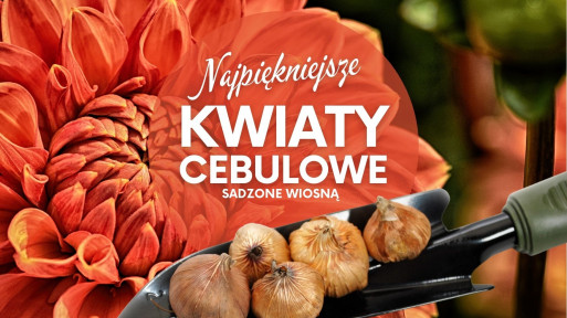 Kwiaty cebulowe sadzone wiosną – jakie wybrać i gdzie kupić?