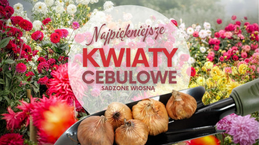 Kwiaty cebulowe sadzone wiosną – jakie wybrać i gdzie kupić?