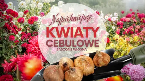 Kwiaty cebulowe sadzone wiosną – jakie wybrać i gdzie kupić?