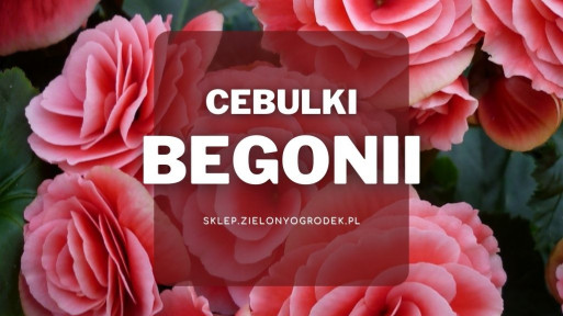 Cebulki begonii | Jakie wybrać i gdzie kupić?