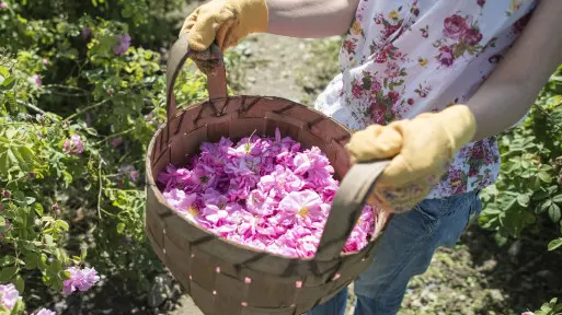 Aromaterapia w ogrodzie – lecznicza moc zapachów