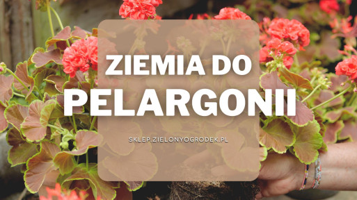 Ziemia do pelargonii | Jaką wybrać i gdzie kupić?