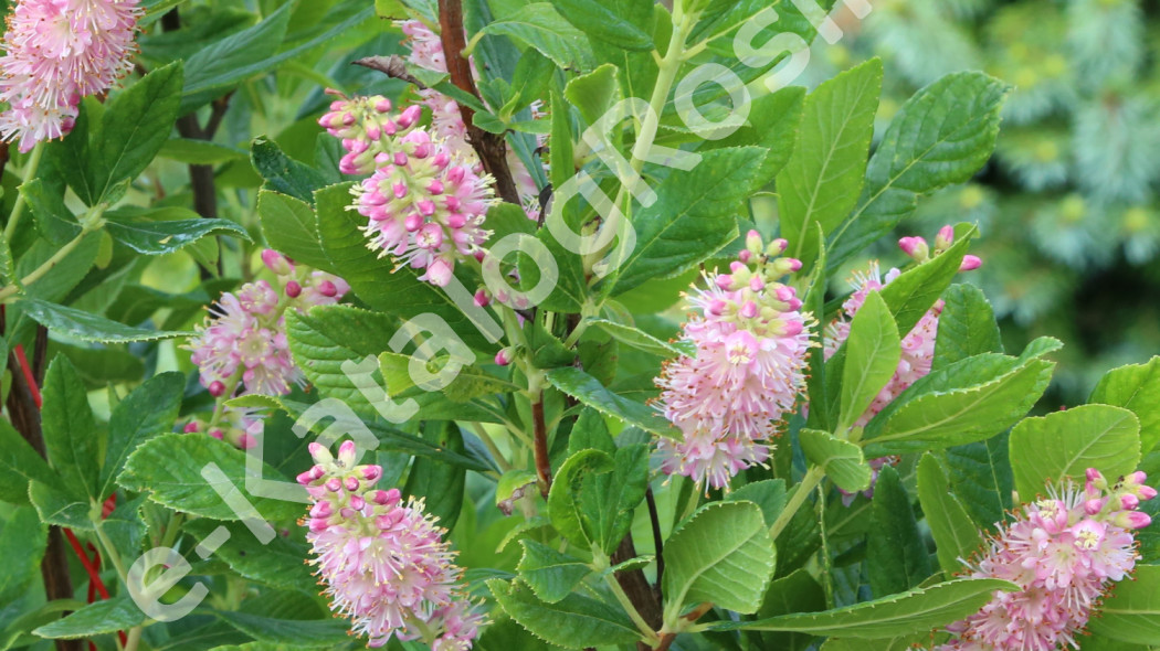 orszelina olcholistna Clethra alnifolia ‘Ruby Spice’ Fot. Grzegorz Falkowski