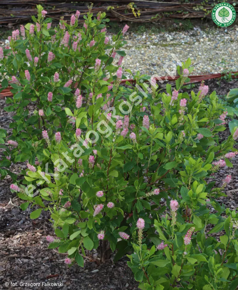 orszelina olcholistna Clethra alnifolia Ruby Spice Fot. G. Falkowski