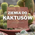 Ziemia do kaktusów | Jaką wybrać i gdzie kupić? 