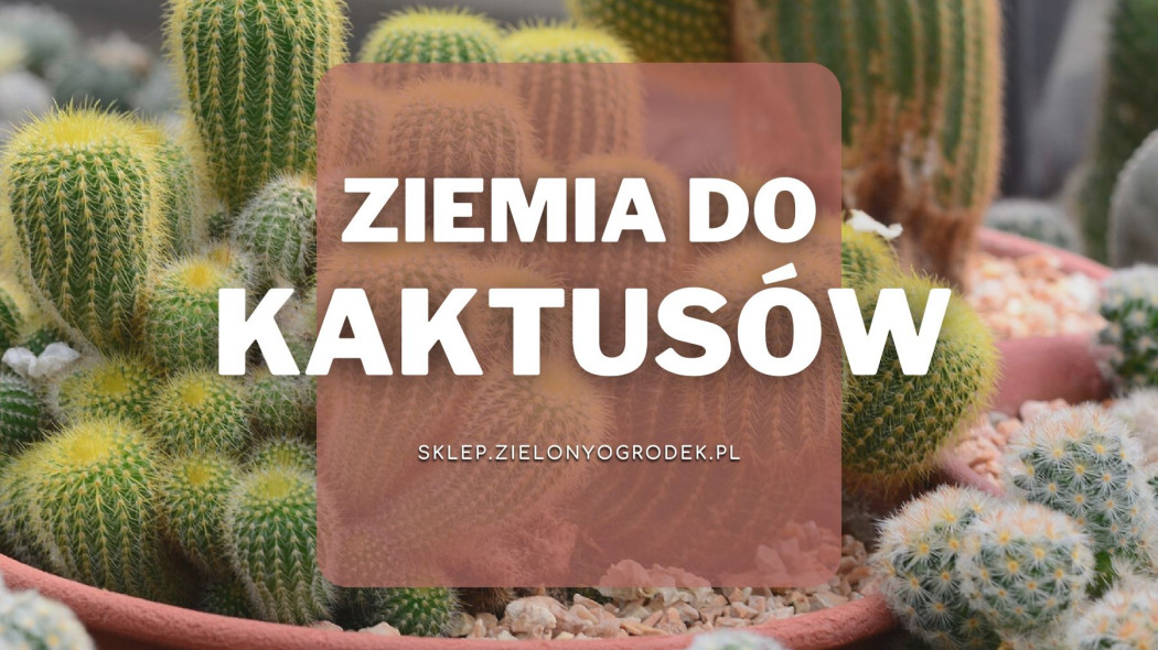 Ziemia do kaktusów Jaką wybrać i gdzie kupić