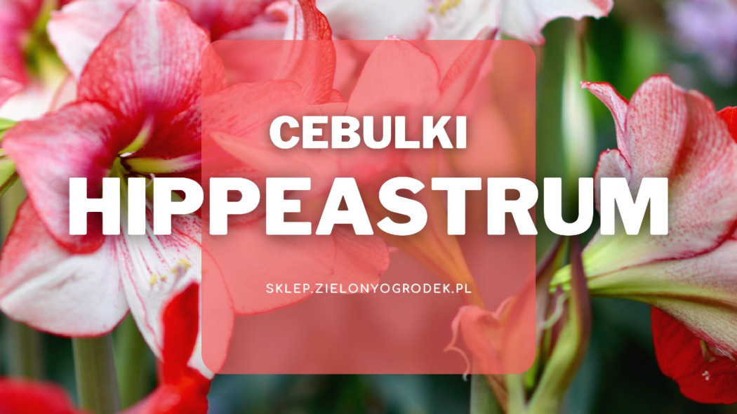 Cebulki hippeastrum Jakie wybrać i gdzie kupić