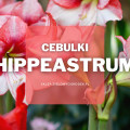Cebulki hippeastrum | Jakie wybrać i gdzie kupić?